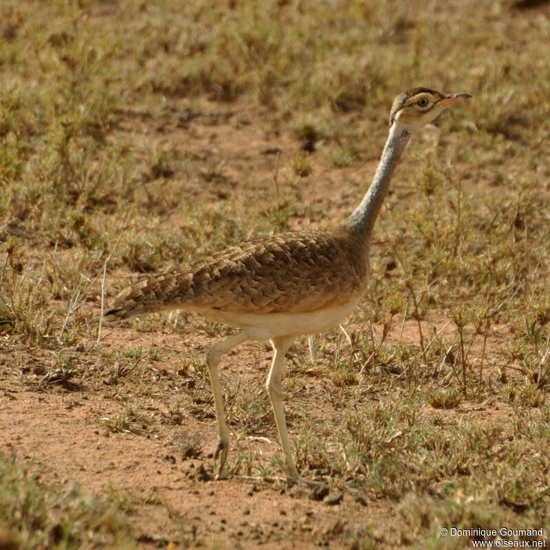 White-bellied Bustard female adult