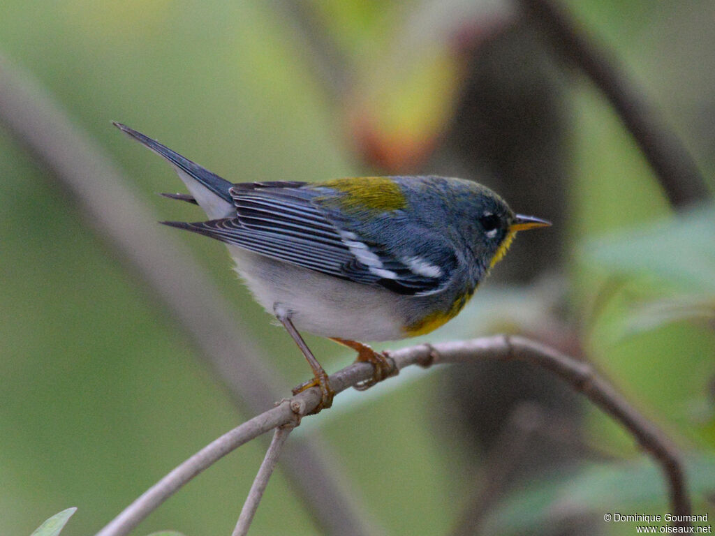 Paruline à collier mâle adulte, identification
