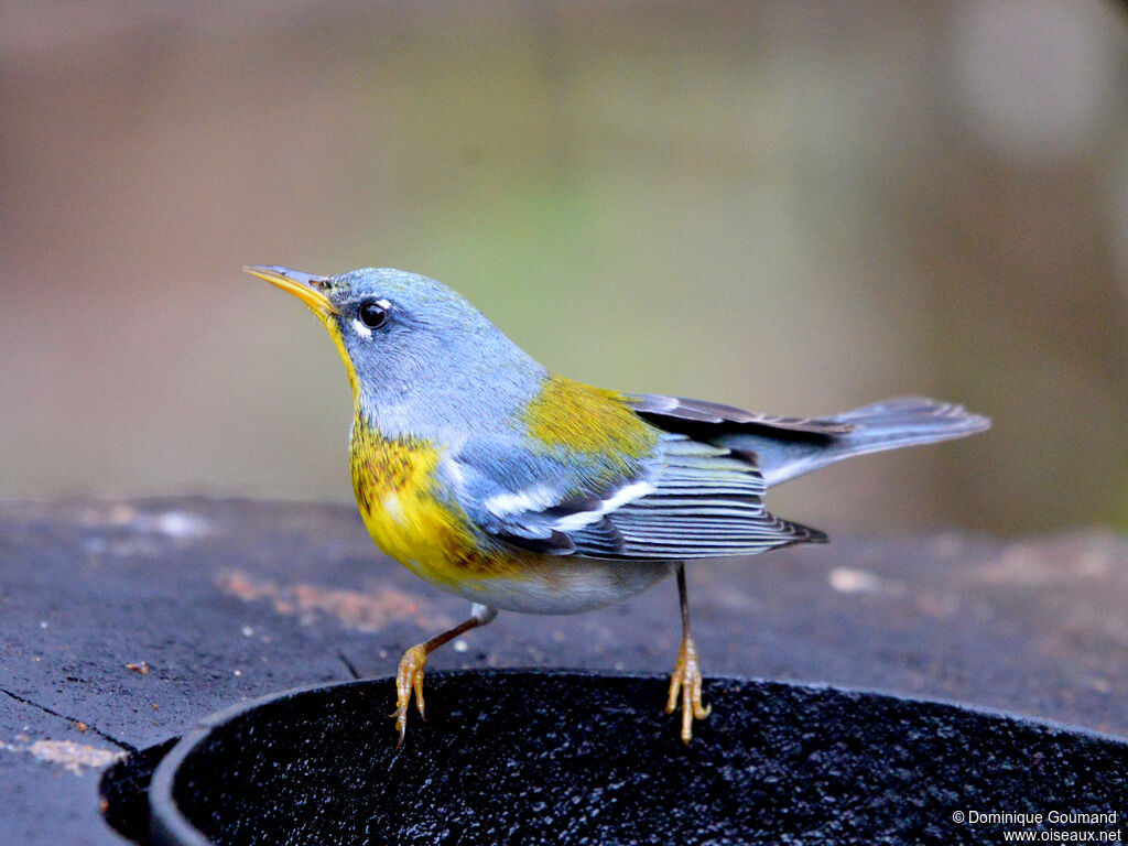 Northern Parula