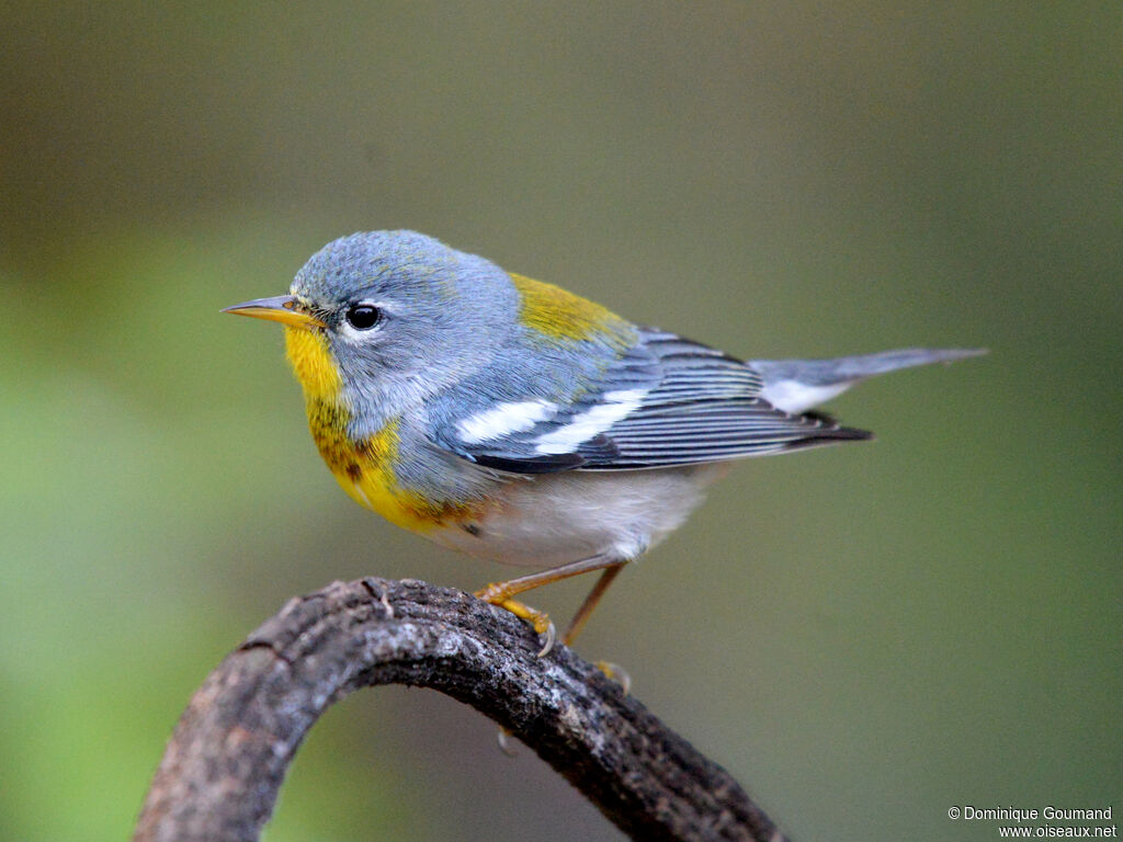 Northern Parula