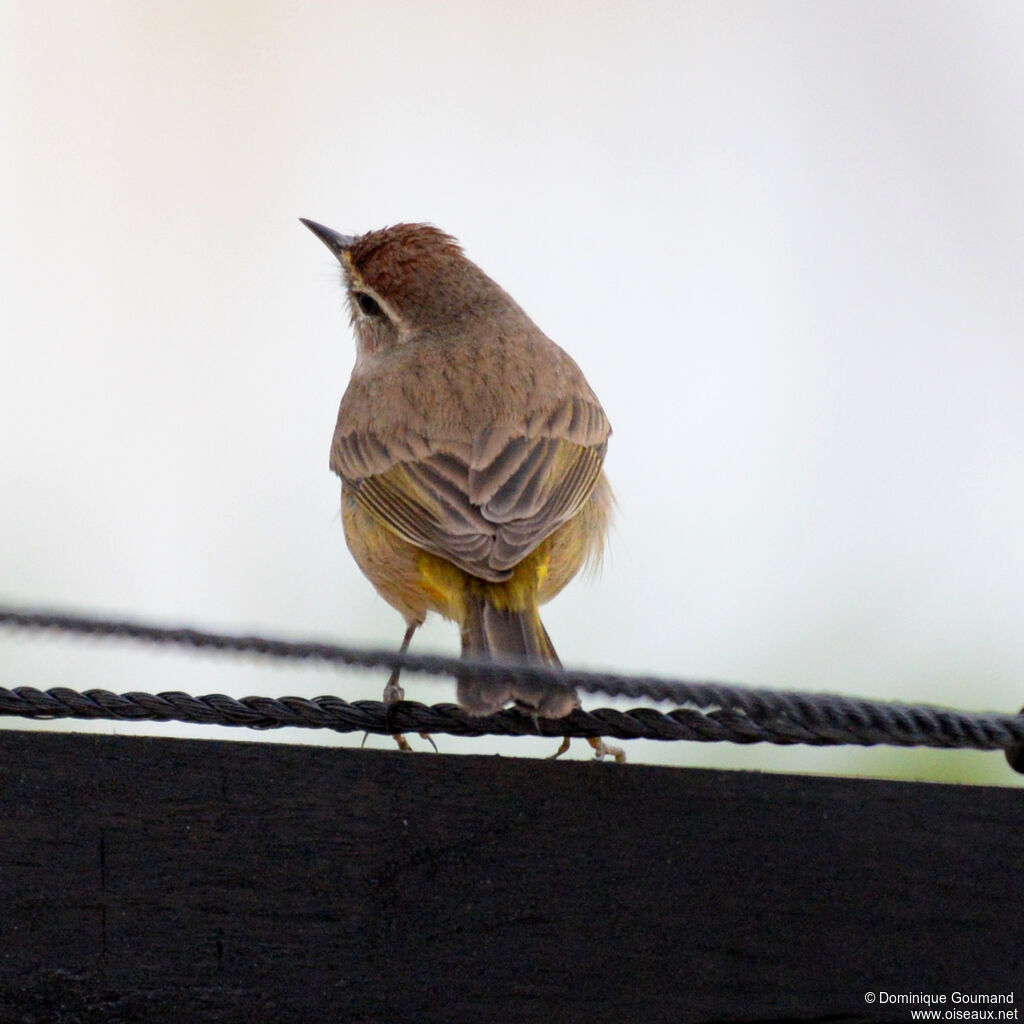 Paruline à couronne rousse