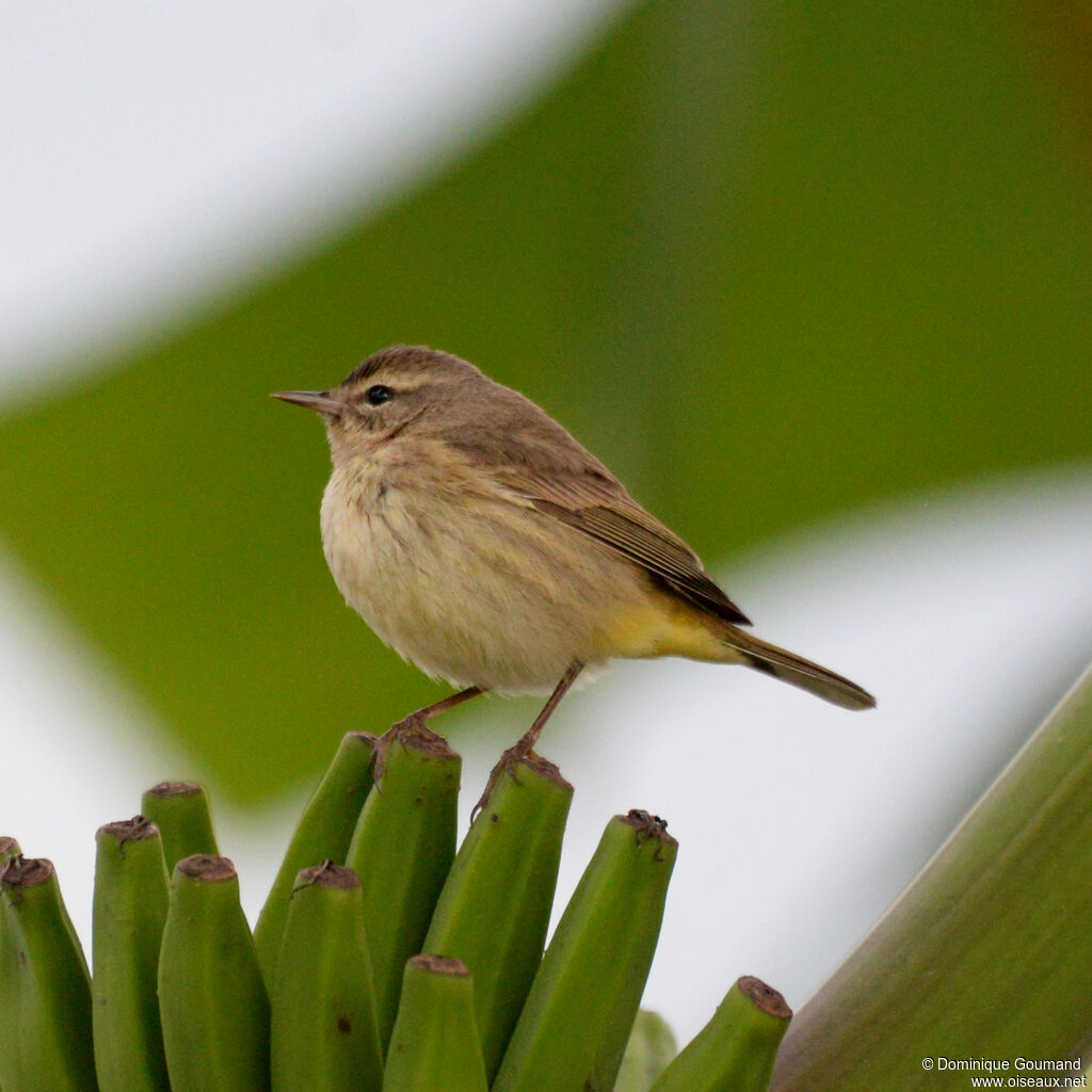 Palm Warbler