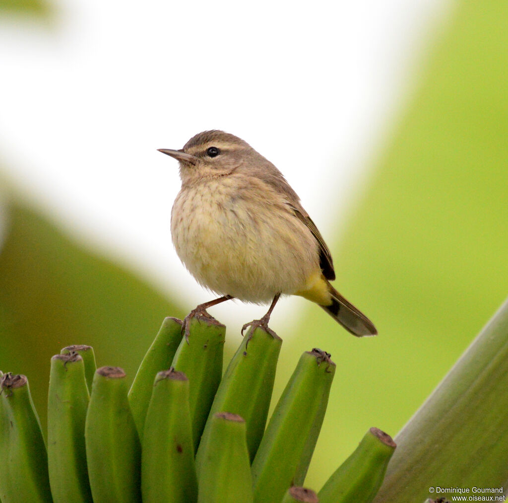 Palm Warbler