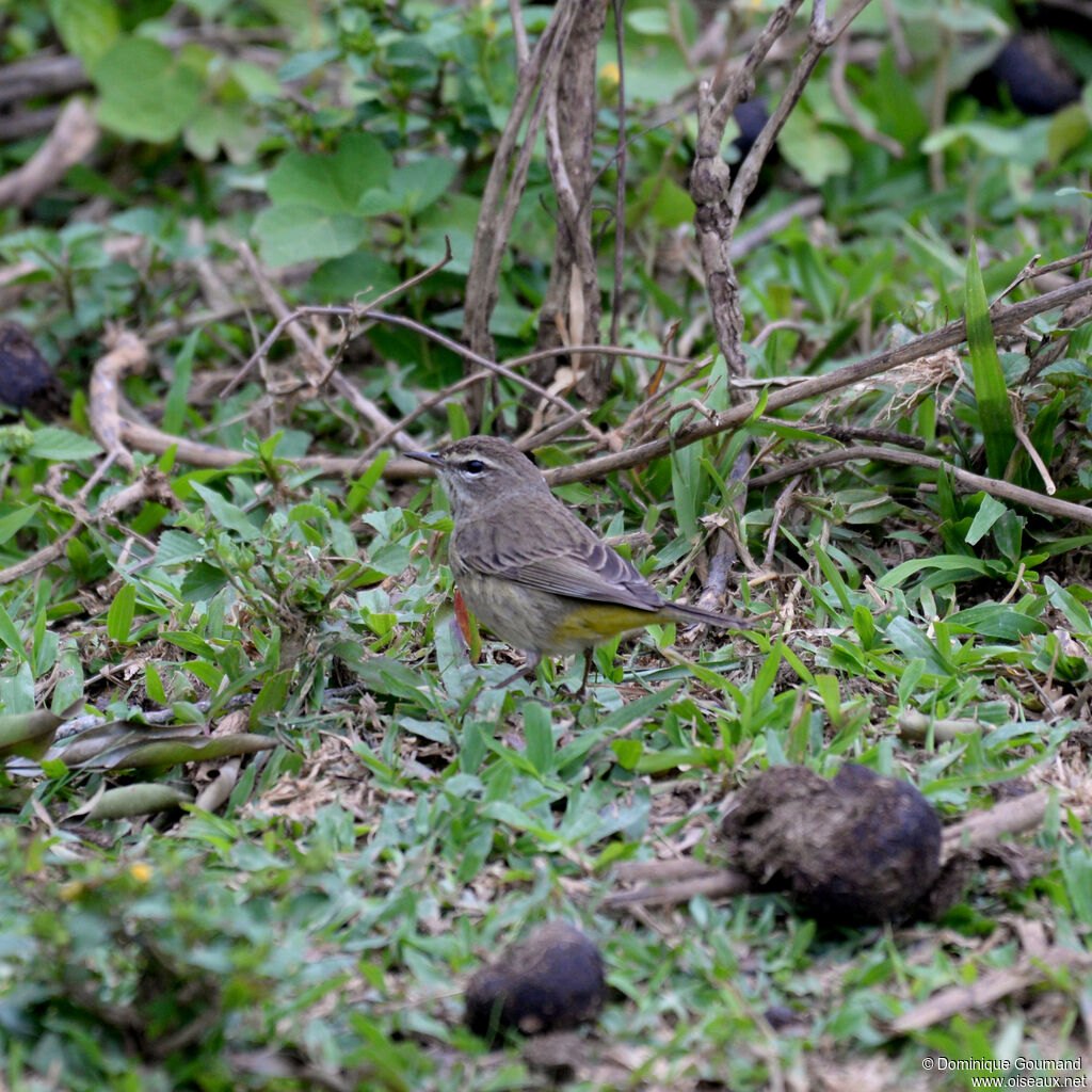 Paruline à couronne rousseadulte internuptial, identification