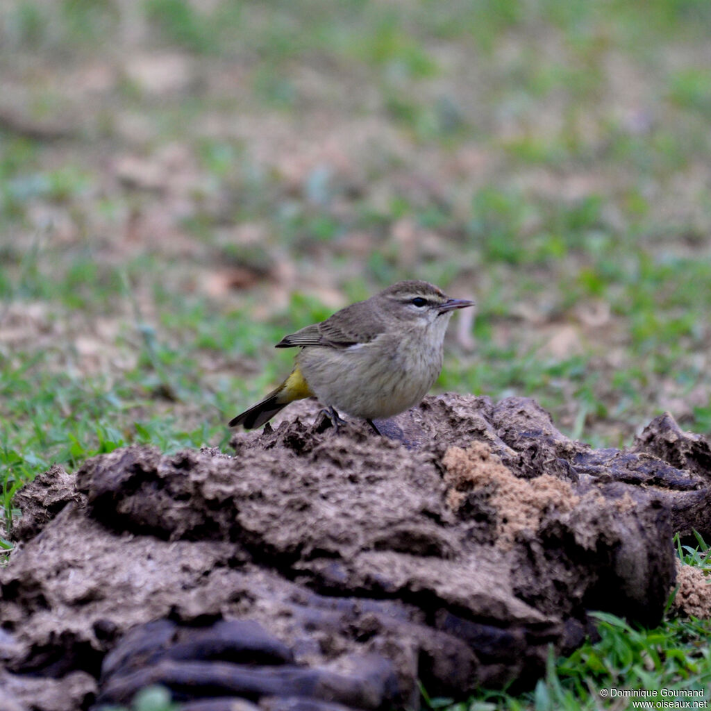 Paruline à couronne rousseadulte internuptial, identification