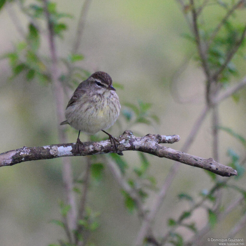 Paruline à couronne rousse