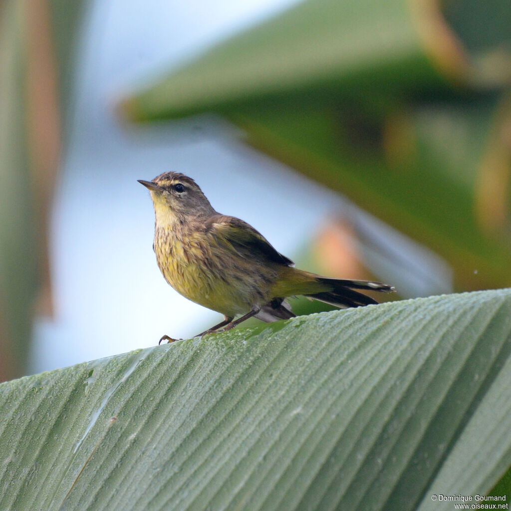 Paruline à couronne rousse
