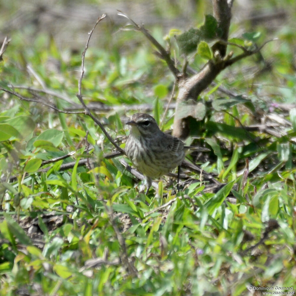 Paruline à couronne rousse