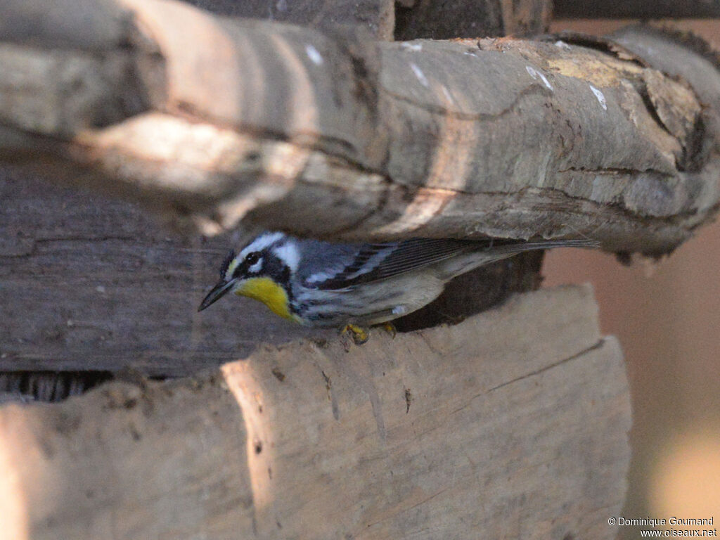 Paruline à gorge jauneadulte, identification