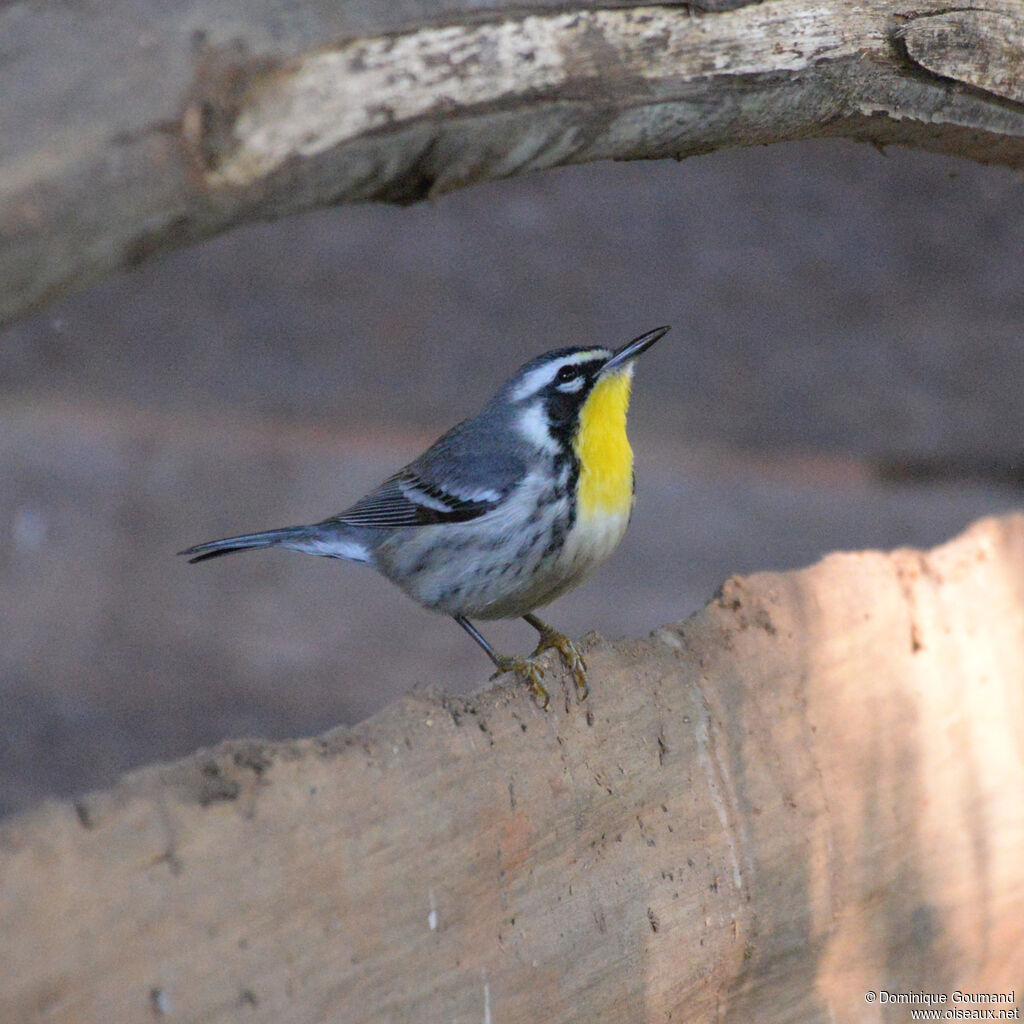 Paruline à gorge jaune