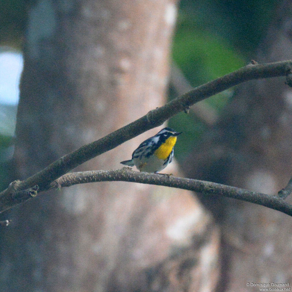 Paruline à gorge jaune