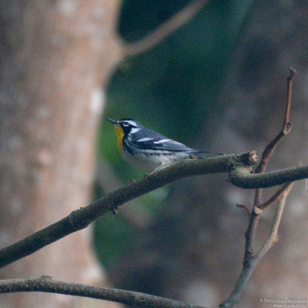 Paruline à gorge jauneadulte, identification