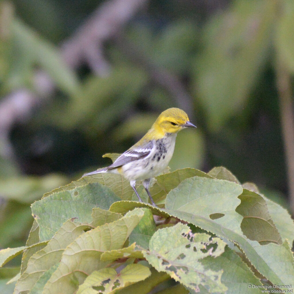 Paruline à gorge noireadulte, identification
