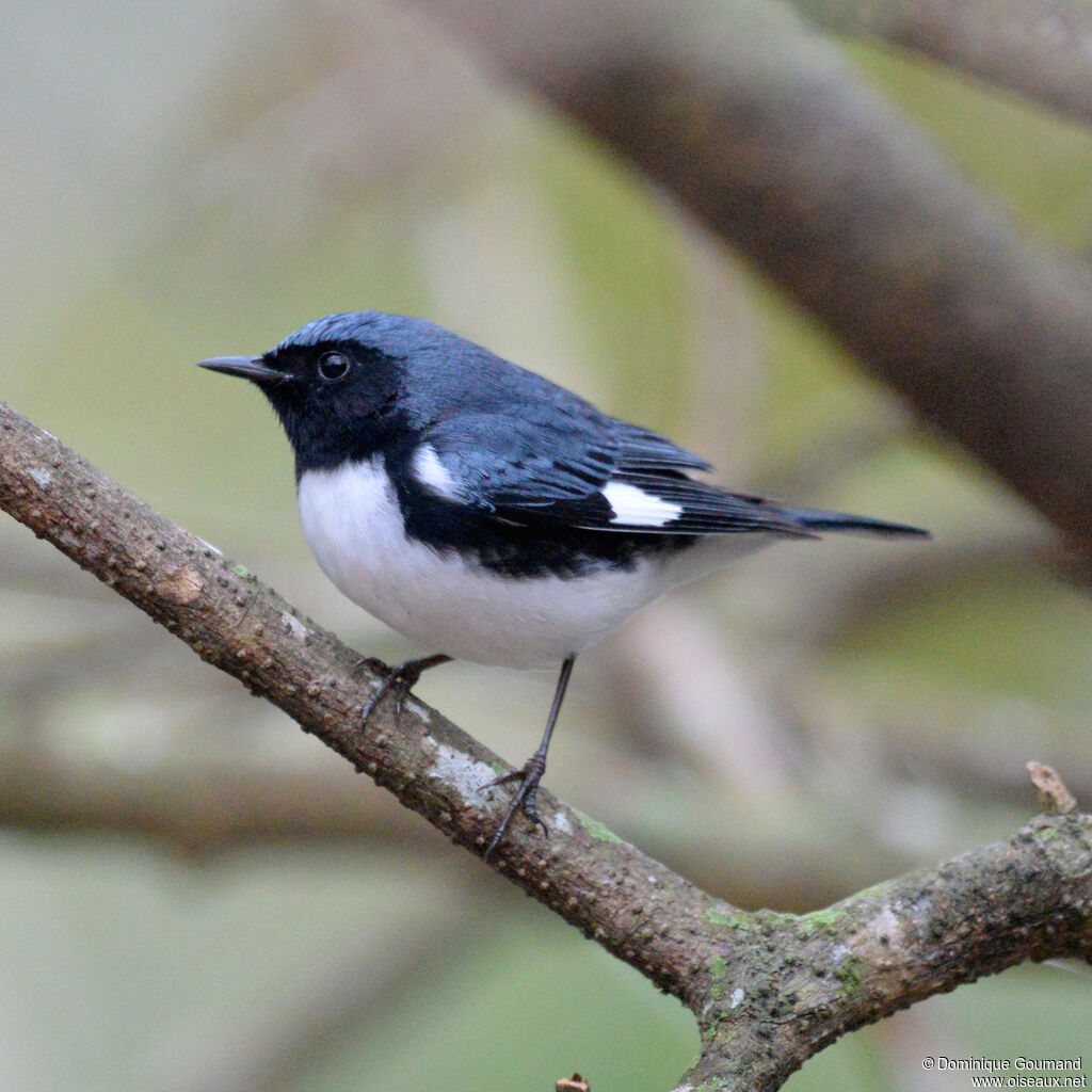 Paruline bleue mâle adulte, identification