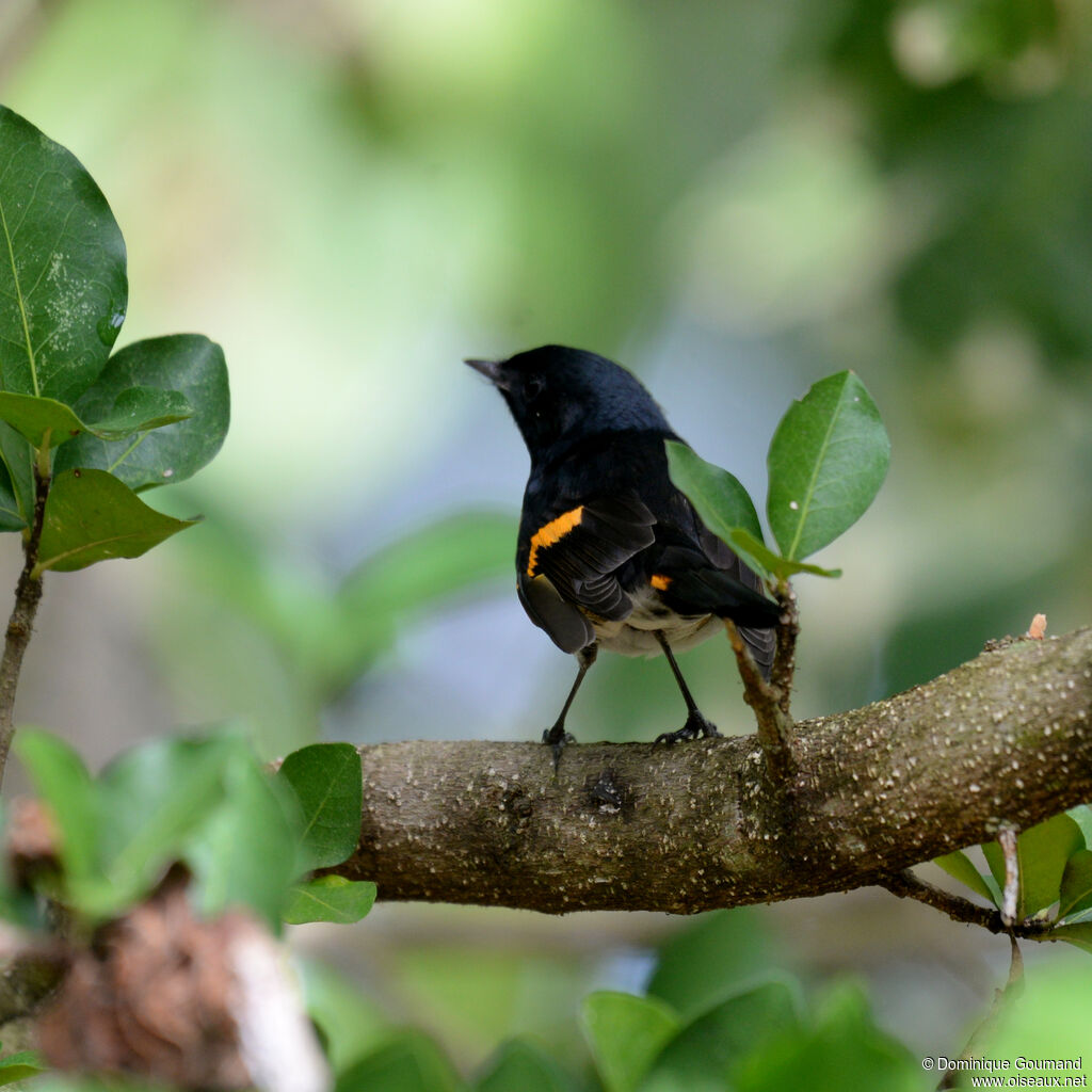 Paruline flamboyante mâle adulte