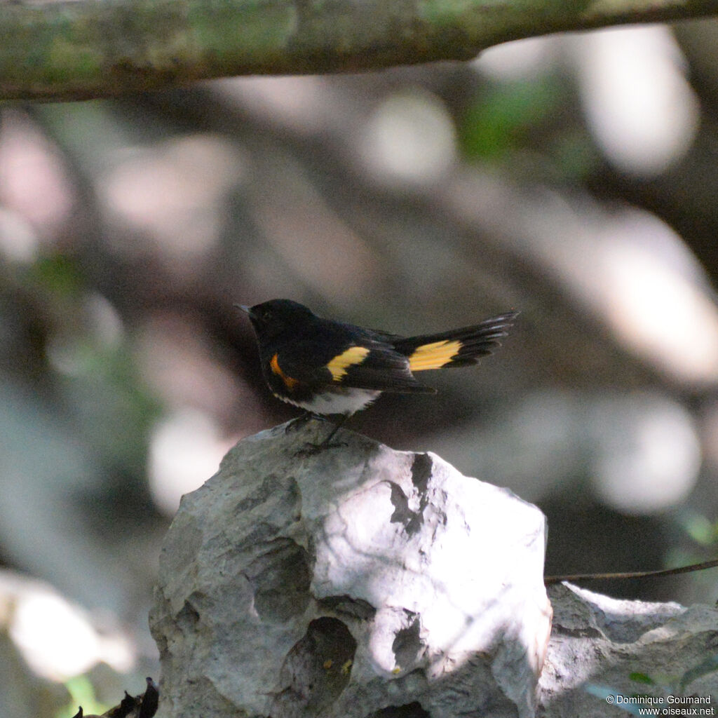 Paruline flamboyante