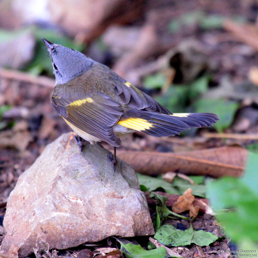 Paruline flamboyante femelle adulte, identification