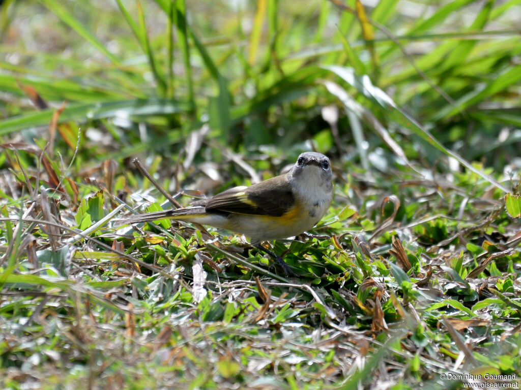 Paruline flamboyante femelle adulte, identification