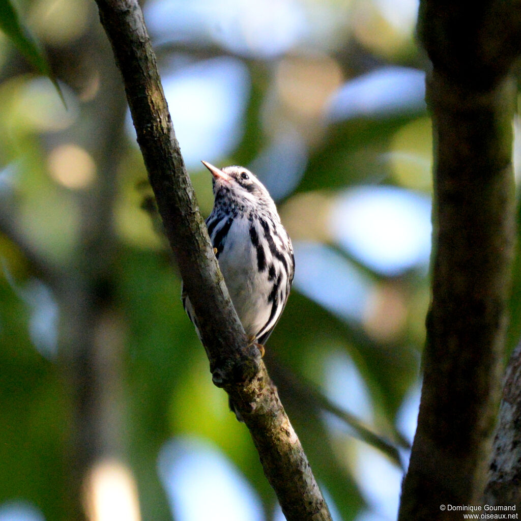 Paruline noir et blanc mâle adulte internuptial, identification