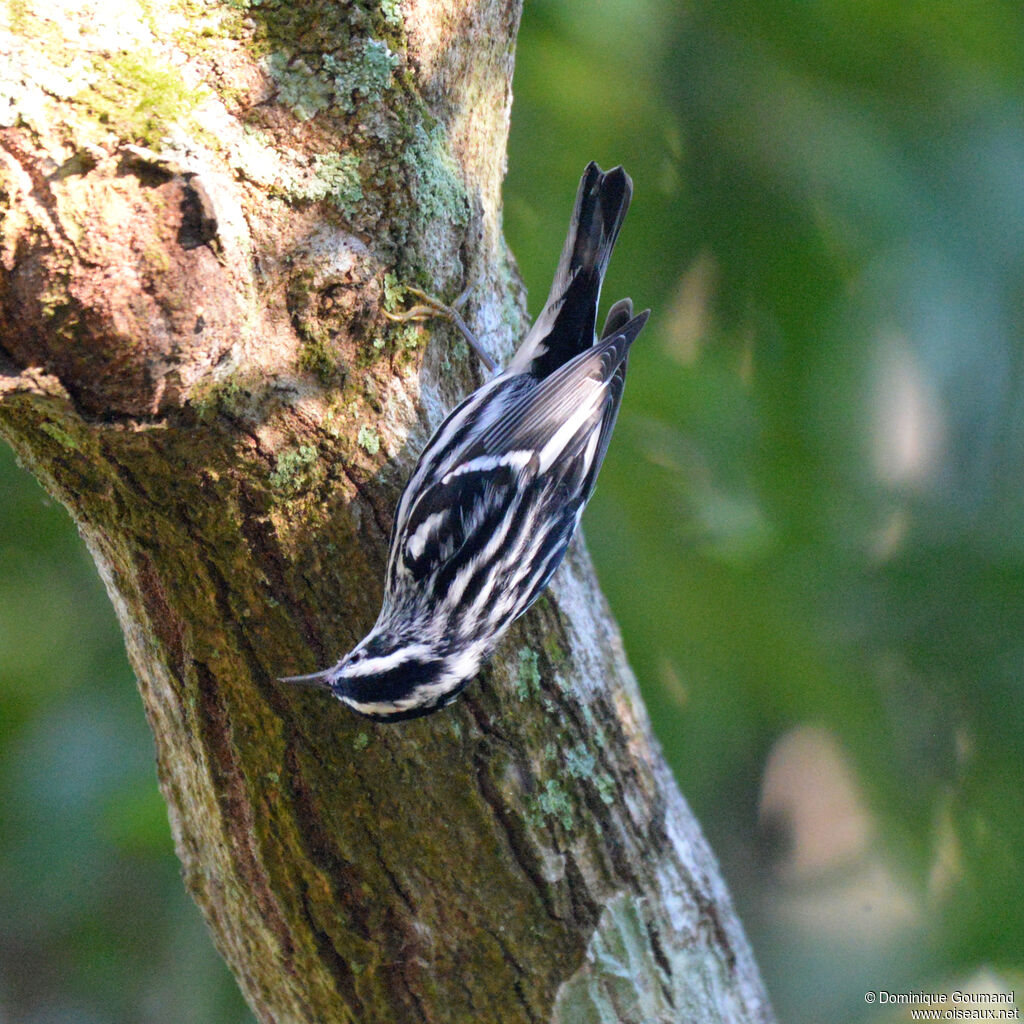 Paruline noir et blanc mâle adulte internuptial, identification