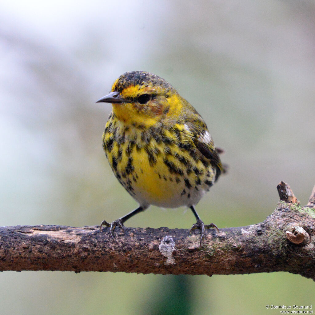 Cape May Warbler