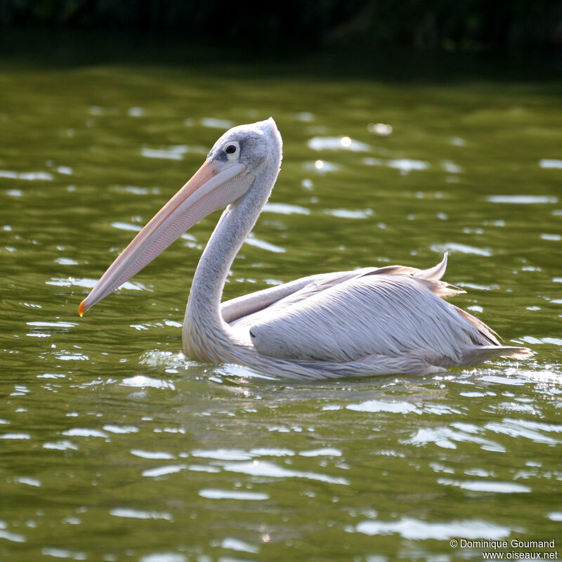 Pélican grisadulte, identification, nage