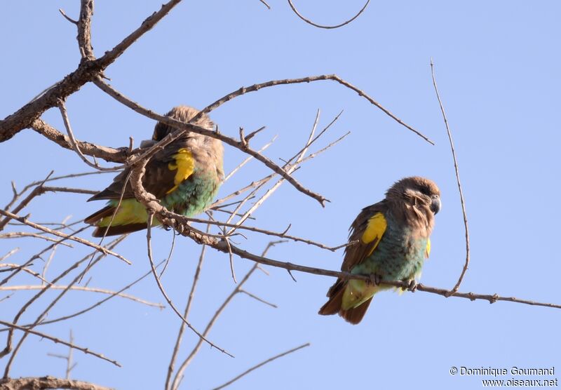 Meyer's Parrot