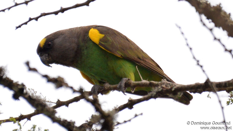 Meyer's Parrot