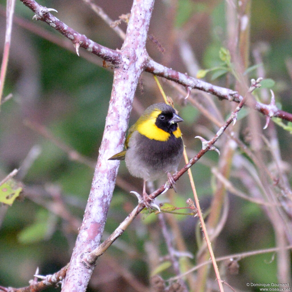 Cuban Grassquit