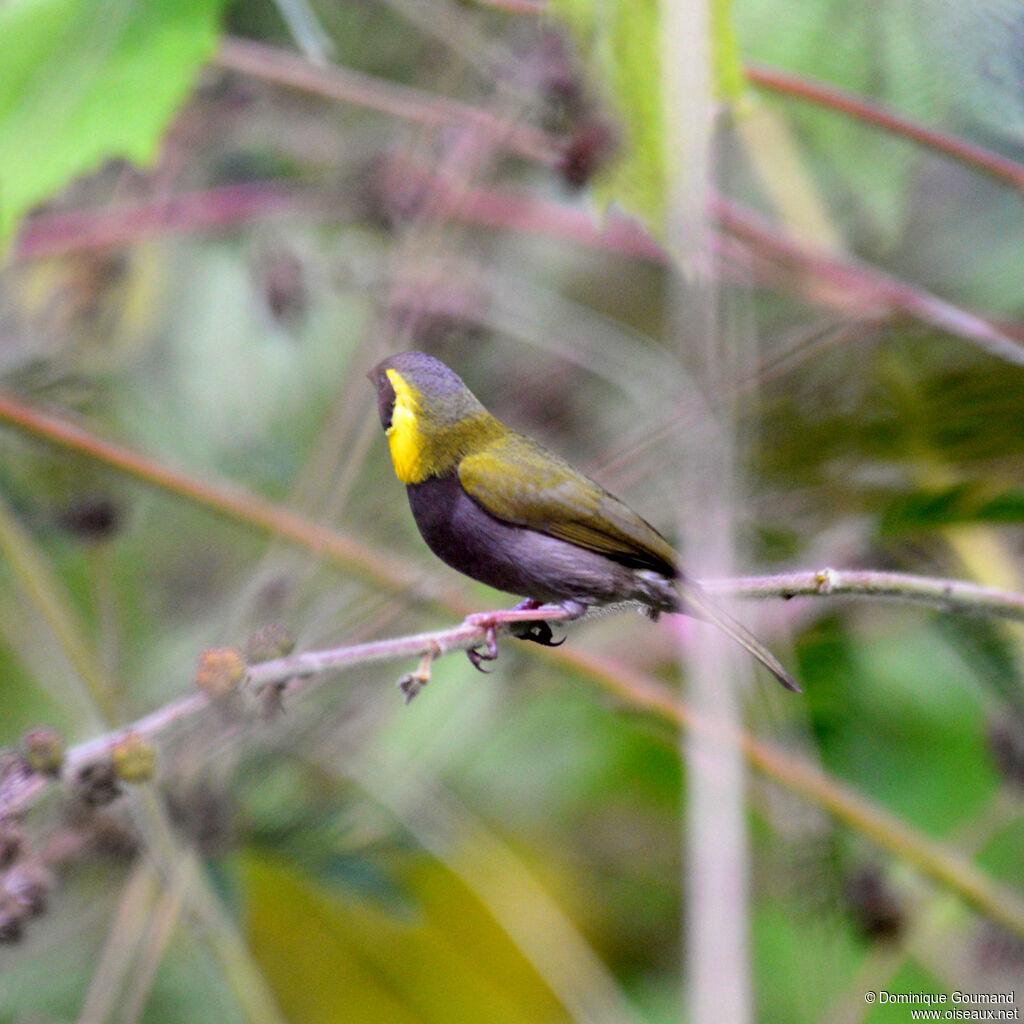 Cuban Grassquit