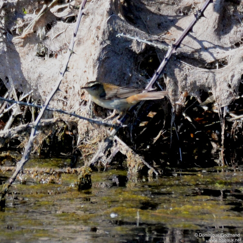 Sedge Warblerjuvenile