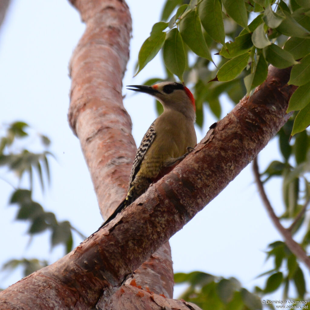 Pic à sourcils noirs femelle adulte, identification