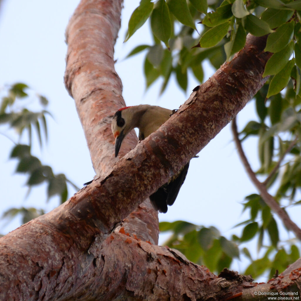 Pic à sourcils noirs