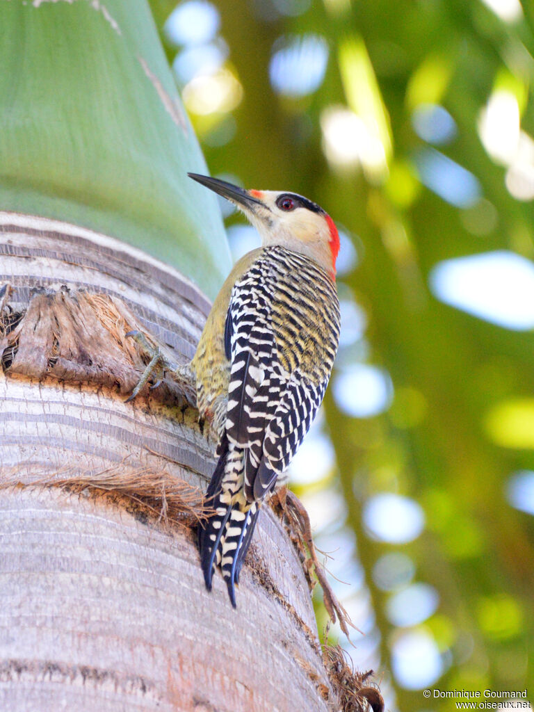 West Indian Woodpecker