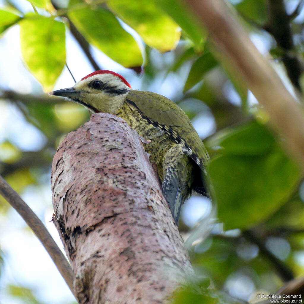 Pic poignardé mâle adulte, identification