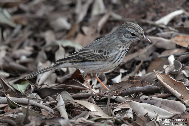 Berthelot's Pipit