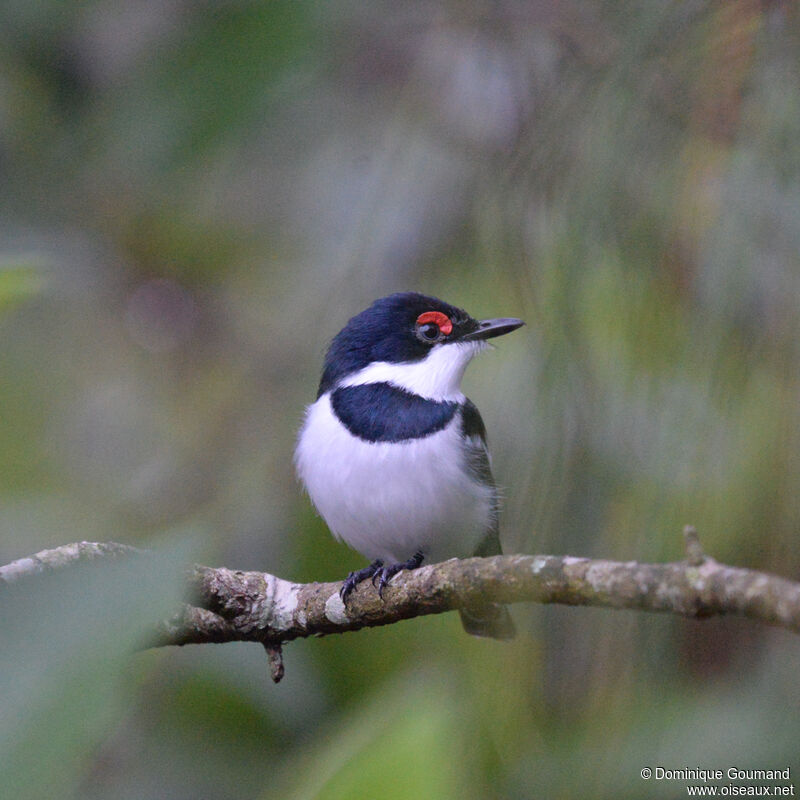 Pririt à collier mâle adulte, identification