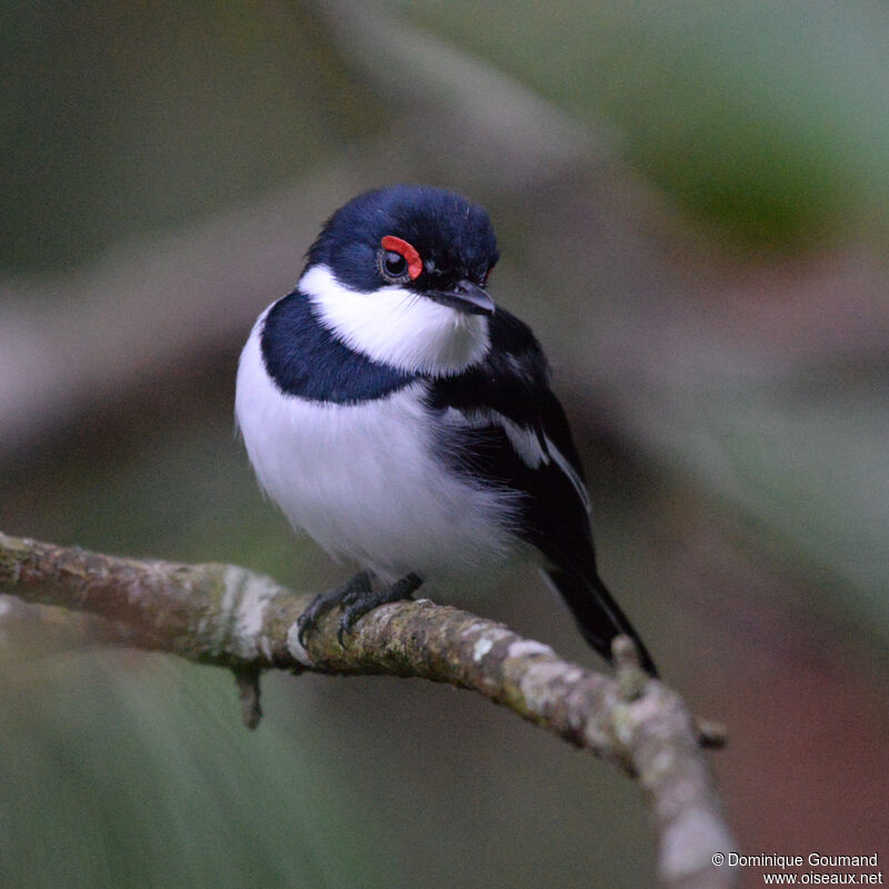 Pririt à collier mâle adulte, identification