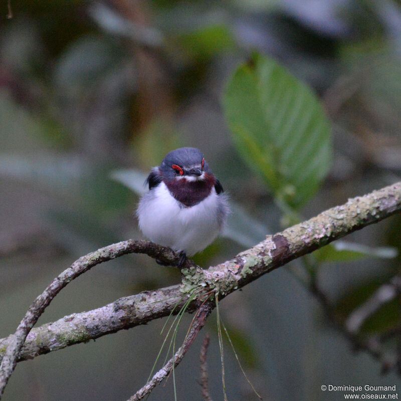 Pririt à collier femelle adulte, identification