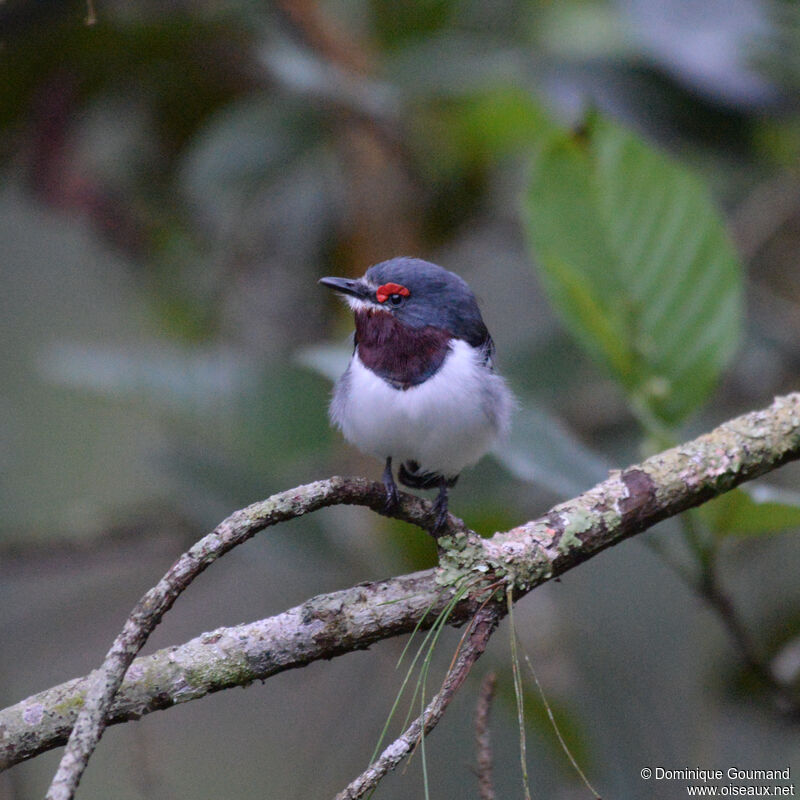 Pririt à collier femelle adulte, identification