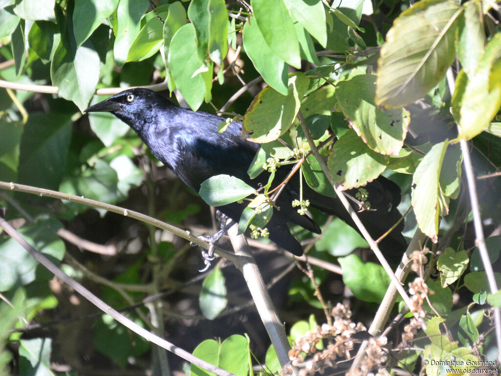 Greater Antillean Grackle
