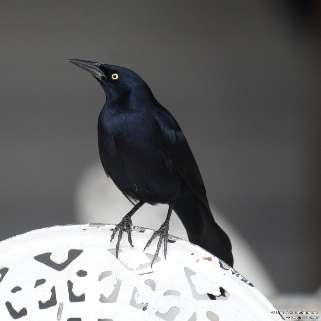 Quiscale noir mâle adulte, identification