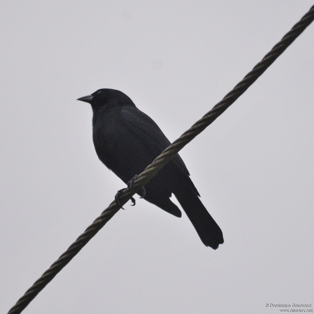 Quiscale violetadulte, identification