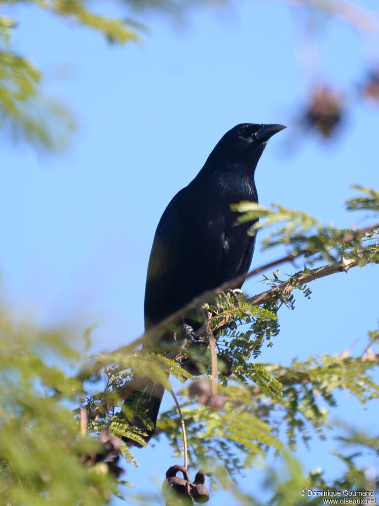 Cuban Blackbird