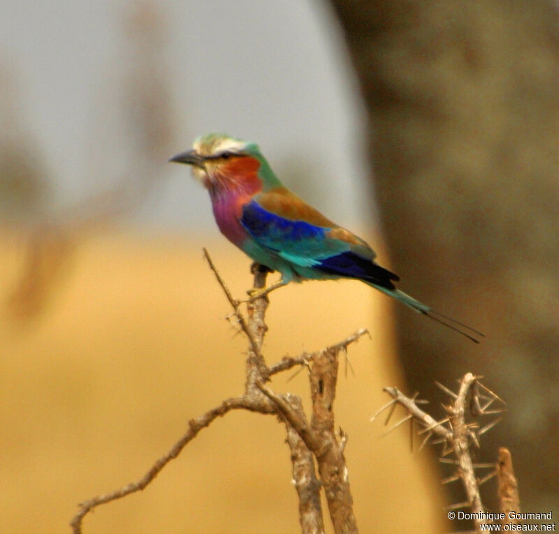 Lilac-breasted Rolleradult