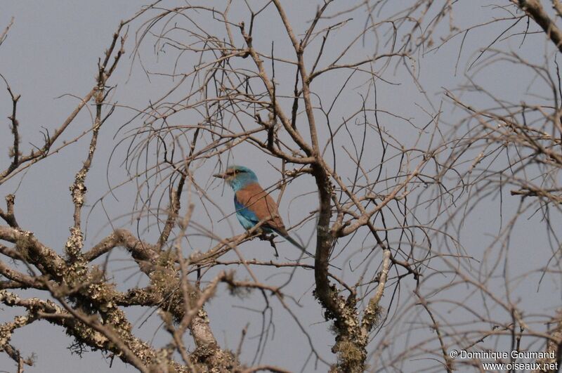 Abyssinian Roller