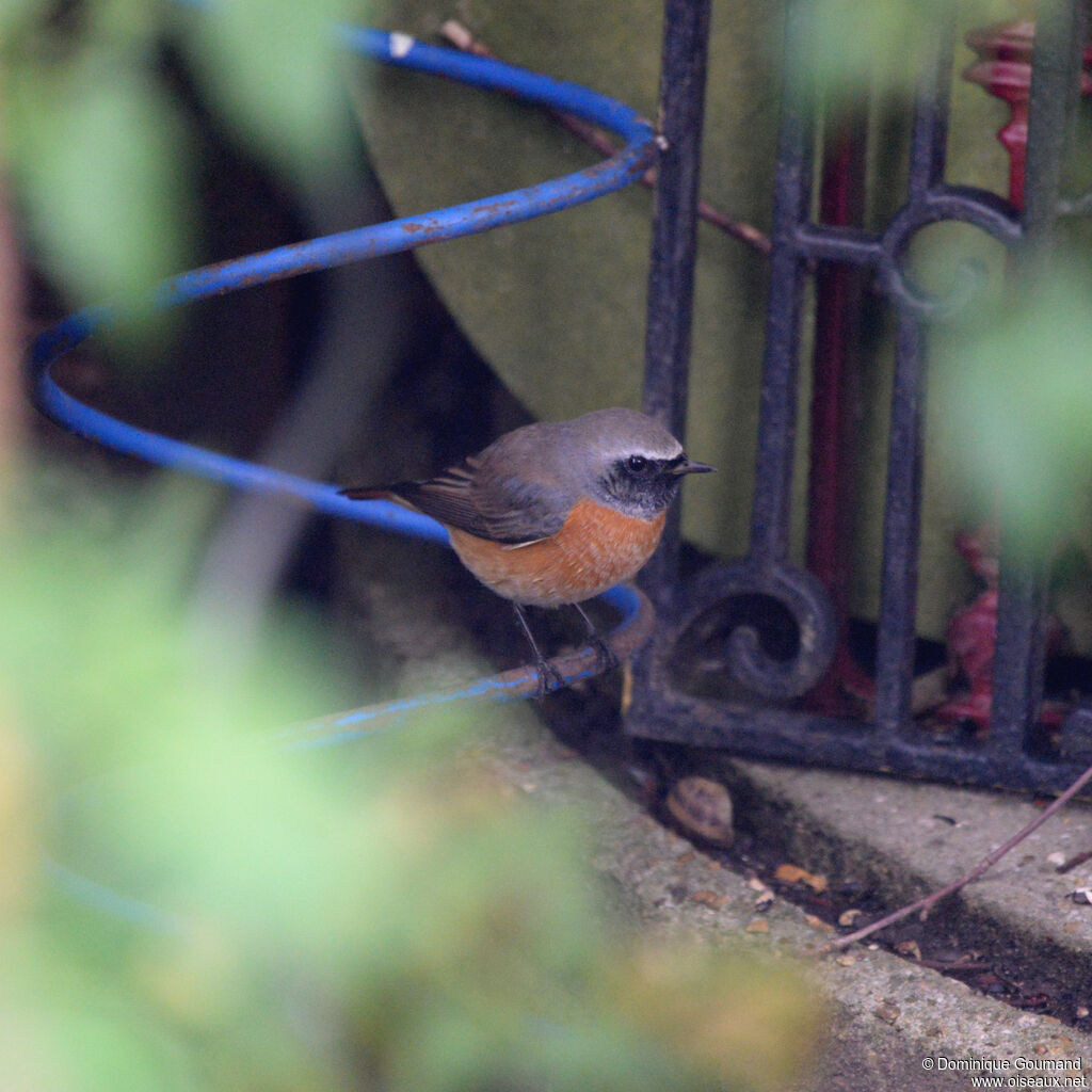 Common Redstart male adult, identification