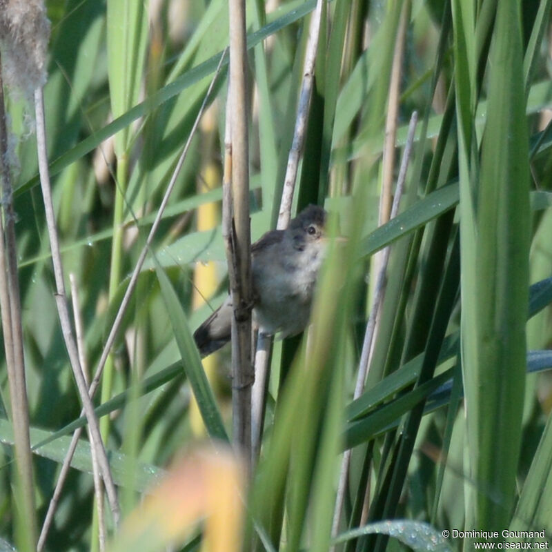 Common Reed Warbleradult