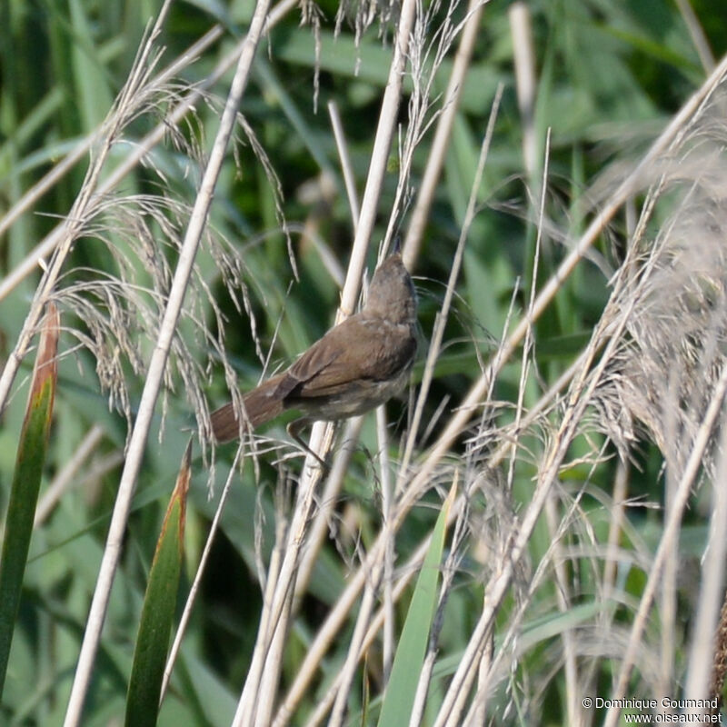 Common Reed Warbleradult