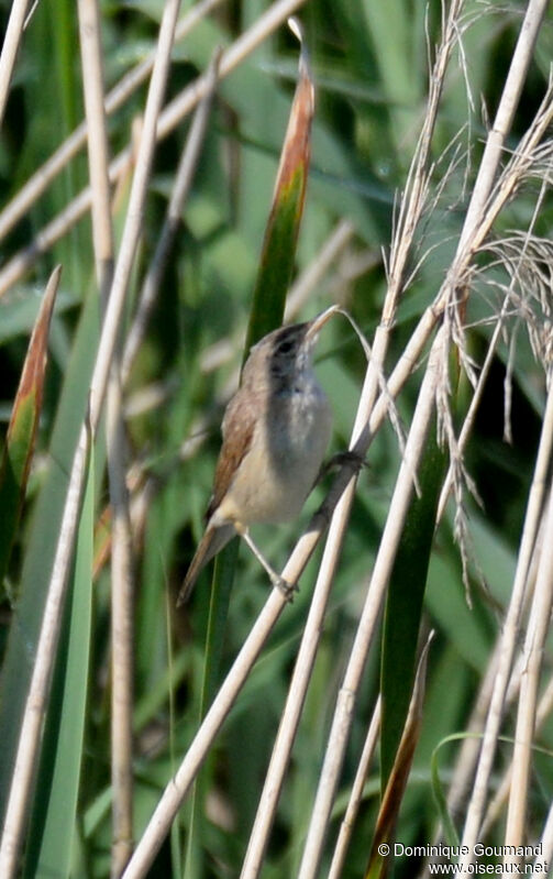 Common Reed Warbleradult